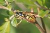 Vespula germanica